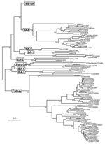 Thumbnail of Midpoint-rooted neighbor-joining tree showing the Cathay, Europe-South America (Euro-SA), Indonesia-1 (ISA-1), Indonesia-2 (ISA-2), West Africa (WA), East Africa 1 (EA-1), East Africa 2 (EA-2), and East Africa 3 (EA-3) topotypes. Only bootstrap values &gt;70% are shown.