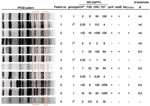 Thumbnail of Pulsed-field gel electrophoresis (PFGE) patterns, susceptibility patterns, and key resistance genes of Enterobacter cloacae isolates from patients harboring isolates belonging to genotype I as well as IA. Boxes denote the area of variability in the PFGE patterns between isolates with and without pQC. CIP, ciprofloxacin; TOB, tobramycin; CRO, ceftriaxone; TET, tetracycline.