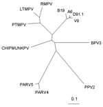 Thumbnail of Phylogenetic analysis of a 178-bp sequence of ORF1 of PARV4 and PARV5 (GenBank accession no. DQ112361) with other members of the Parvoviridae subfamily. The alignment includes the members of the Erythrovirus genus (parvovirus B19 [5]) and related viruses such as V9 (6), D91.1 (7), and A6 (8), as well as the closely related viruses infecting the cynomolgus macaque (LTMPV) (9) and rhesus (RMPV) and pig-tailed macaques (PTMPV) (10). Two other viruses tentatively assigned to the group i