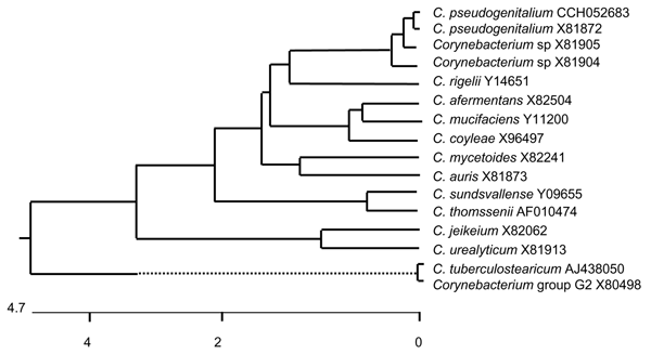 Unrooted tree showing phylogenetic relationships of Corynebacterium pseudogenitalium CCH052683 and other members of the genus Corynebacterium. The tree was constructed by using the DNAstar program (DNAstar Inc., Madison, WI, USA) (Clustal method) and based on a comparison of 785 (546–1,331) nucleotides. European Molecular Biology Laboratory sequence accession numbers are shown. The scale bar shows the percentage sequence divergence. Dotted line indicates a distant phylogenetic group for which th
