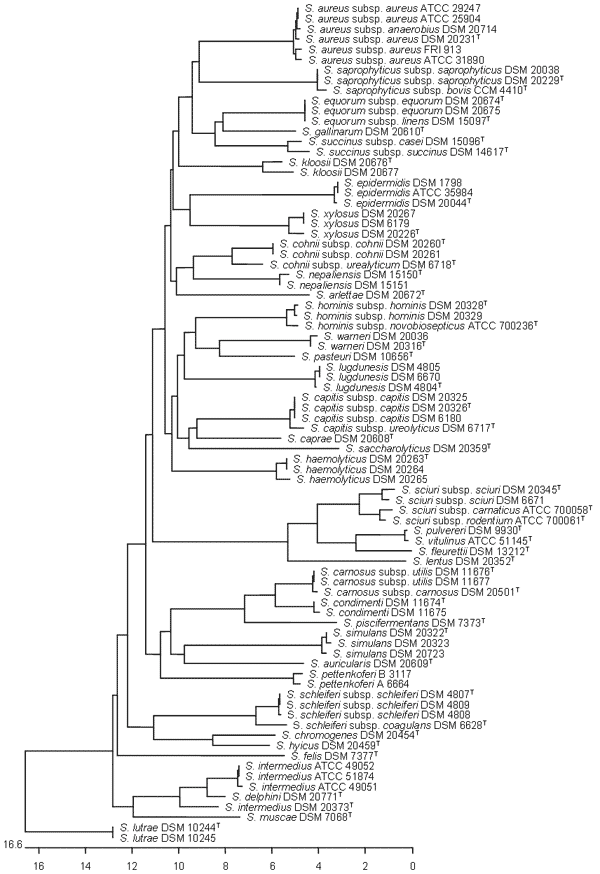 Unrooted neighbor-joining tree based on partial RNA polymerase B (rpoB) gene sequences showing the phylogenetic relationship among all validly described species and subspecies of the genus Staphylococcus and further staphylococcal culture collection strains (n = 82). The scale bar indicates the evolutionary distance between sequences determined by measuring the lengths of the horizontal lines connecting 2 organisms. ATCC, American Type Culture Collection, Manassas, VA; DSM, Deutsche Sammlung von