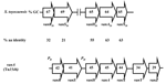 Thumbnail of Comparison of the van gene cluster from the glycopeptide producer Streptomyces toyocaensis (32) and of the vanA operon (33) from gram-positive cocci. Open arrows represent coding sequences and indicate direction of transcription. The guanosine plus cytosine content (% GC) is indicated in the arrows. The percentage of amino acid (aa) identity between the deduced proteins is indicated under the arrows.