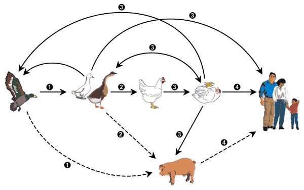 Figure 1 - H5N1 Outbreaks and Enzootic Influenza - Volume 12, Number  1—January 2006 - Emerging Infectious Diseases journal - CDC