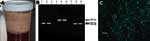 Thumbnail of A) Grossly bloody sputum sample obtained from the surviving patient (caregiver B2) 30 h after onset of primary pneumonic plague. B) Polymerase chain reaction results of sputum sample from caregiver B2. Lanes 1–3, caf1; lanes 4–6, repA1; lanes 7–9, pla. Lanes 1, 4, and 7 are positive controls; lanes 2, 5, and 8 are patient samples; lanes 3, 6, and 9 are negative controls. C) Anti-F1 direct fluorescent antibody staining of sputum sample from caregiver B2. Numerous bacteria with classi