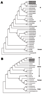 Thumbnail of Genetic relationships of the hemagglutinin (HA) 1 region of HA gene and neuraminidase (NA) gene of the H3N1 swine influenza viruses (SIVs) with other influenza viruses. The tree was created by maximum parsimony method and bootstrapped with 1,000 replicates. The bootstrap numbers are given for each node. A) Phylogenetic trees demonstrating genetic relationship of the closely related H3N2 turkey isolates, recent H3N2 SIVs, and human H3N2s. The tree was created from the HA1 region of H