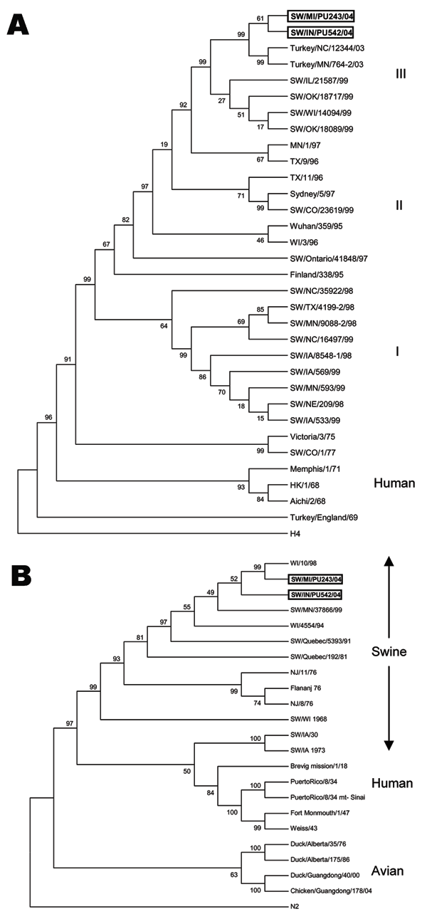 Genetic relationships of the hemagglutinin (HA) 1 region of HA gene and neuraminidase (NA) gene of the H3N1 swine influenza viruses (SIVs) with other influenza viruses. The tree was created by maximum parsimony method and bootstrapped with 1,000 replicates. The bootstrap numbers are given for each node. A) Phylogenetic trees demonstrating genetic relationship of the closely related H3N2 turkey isolates, recent H3N2 SIVs, and human H3N2s. The tree was created from the HA1 region of HA and rooted 