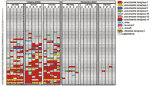 Thumbnail of Legionella colonization of water heaters and point-of-use outlets sampled during 6 rounds of environmental sampling in buildings, San Francisco, California (in rows), by residual disinfectant and sampling interval. Legionella species or serogroups of Legionella pneumophila are represented with different colors. Each row represents a single building and each cell represents the results of Legionella culture for a site within the building. H, water heater; P, point-of-use outlet.