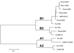 Thumbnail of G-gene phylogenetic relationships of 6 human metapneumovirus (HMPV) isolates detected in South America during 2002 and 2003 compared to prototypic HMPV isolates from the Netherlands: NL/1/00, NL/17/00, NL/1/99, NL/1/94 (accession nos. AF371337, AY296021, AY525843, and AY296040, respectively) and from Canada: Can97-83, HMPV-13-00, CAN98-75, and HMPV-33-01 (accession nos. AY485253, AY485232, AY485245, and AY485242, respectively). Classification of genotypes was made according to previ