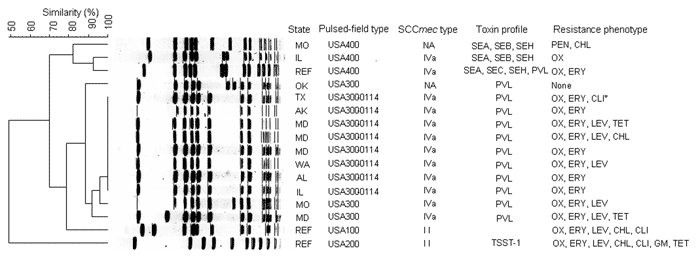 Dendrogram of Staphylococcus aureus isolates determined by using SmaI–digested DNA recovered from patients with community-acquired pneumonia associated with influenzalike illness, influenza season, 2003–04. NA, not applicable (methicillin-susceptible); SE, staphylococcal enterotoxin A, B, C, H; REF, reference strain; PVL, Panton-Valentine leukocidin; TSST, toxin shock syndrome toxin; CHL, chloramphenicol; CLI, clindamycin; ERY, erythromycin; GM, gentamicin; LEV, levofloxacin; OX, oxacillin; PEN,