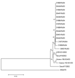 Thumbnail of Phylogenetic analysis of CA24 strains isolated during the acute hemorrhagic conjunctivitis outbreaks in Rio de Janeiro in 2003 and 2004. Sequences of CA24 isolated from previous outbreaks in Korea in 2002 (Seoul/17/2002, Seoul/19/2002, and KOR-021/2002, GenBank accession nos. AY296249, AY296251, and AF545847, respectively), in French Guiana in 2003 (192-921-2003 and 196-924-2003, accession nos. AY876178 and AY876181, respectively), and in Singapore in 1970 (EH24/70, accession no. D9
