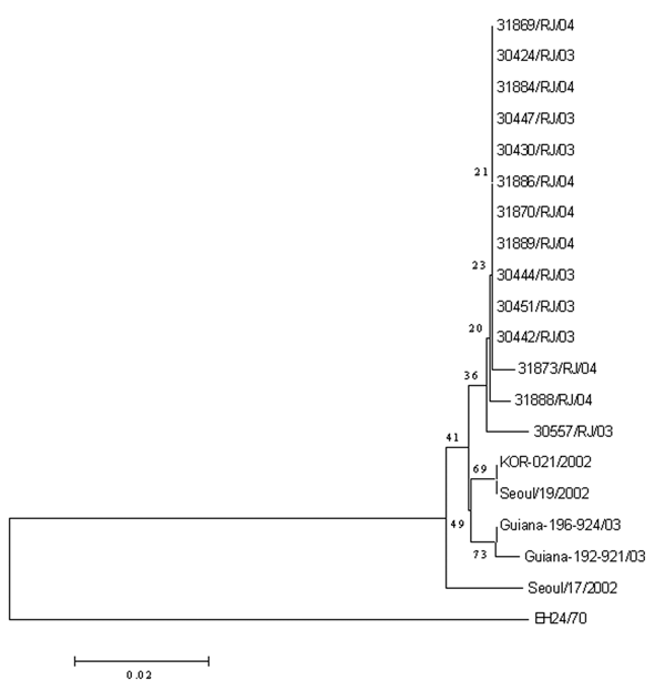 Phylogenetic analysis of CA24 strains isolated during the acute hemorrhagic conjunctivitis outbreaks in Rio de Janeiro in 2003 and 2004. Sequences of CA24 isolated from previous outbreaks in Korea in 2002 (Seoul/17/2002, Seoul/19/2002, and KOR-021/2002, GenBank accession nos. AY296249, AY296251, and AF545847, respectively), in French Guiana in 2003 (192-921-2003 and 196-924-2003, accession nos. AY876178 and AY876181, respectively), and in Singapore in 1970 (EH24/70, accession no. D90457) are inc
