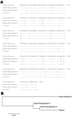 Thumbnail of A) Comparison of partial M-gene nucleotide sequences of Siliguri specimens to Nipah virus isolates from Bangladesh (Bangladesh-1:AY988601, Bangladesh-2:unpublished) and Malaysia (AF212302). Letters indicate positions that differ from the reference sequence on the top line, Nipah-Malaysia. Dots indicate nucleotide identity. B) Phylogenetic tree based on the sequence alignment shown in panel A.