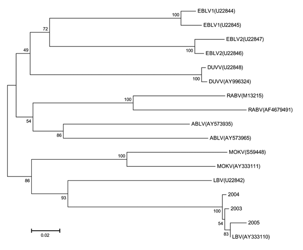 A neighbor-joining tree comparing 457 nucleotides of the nucleoprotein-encoding genes of the new Lagos bat isolations made in South Africa (bat 2003 [DQ201178], 2004 [DQ201179], and 2005 [DQ201180]) with representative sequences of the 7 genotypes of lyssaviruses obtained from GenBank. GenBank accession numbers are indicated on the figure. The bootstrap values were determined with 1,000 replicates.