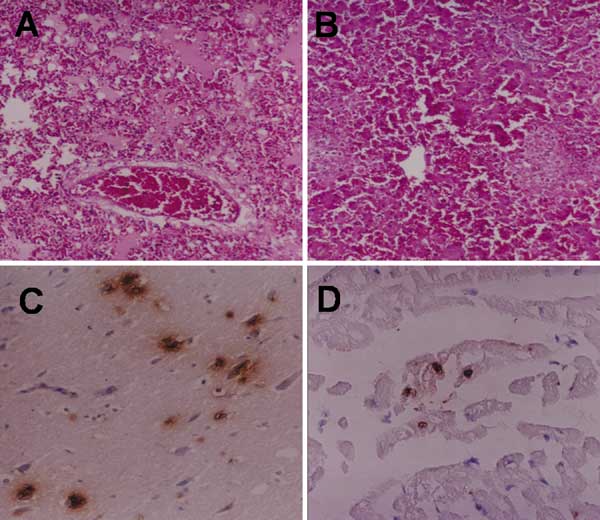 Microscopic lesions of the infected cat, lung edema with homogeneous pink material and congestion (A) and multifocal necrosis in the liver (B). Positive sites are shown by immunohistochemical examination of the infected cat in neurons (C) and cardiac muscle cells (D) (magnification ×100).