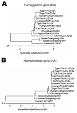 Thumbnail of Phylogenetic analysis of the hemagglutinin (A) and neuraminidase (B) gene sequences of highly pathogenic avian influenza H5N1 from the cat in this study, compared with other sequences from GenBank database.