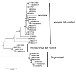 Thumbnail of Neighbor-joining phylogenetic tree to a stretch of the 3´ end of the N gene of rabies virus variants related to vampire bats, insectivorous bats, and dogs. Strain DQ177278 is shown in bold. The bar indicates the genetic distance scale. Numbers at each node indicate 1,000 replicates of bootstrap values.
