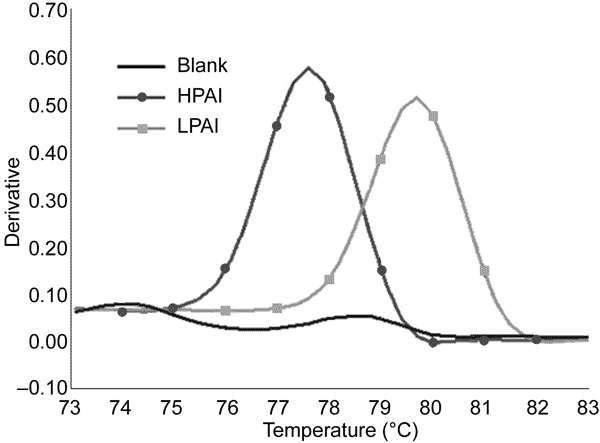 Discrimination between highly pathogenic avian influenza (HPAI) and low pathogenic avian influenza (LPAI) by melting curve analysis based on real-time reverse transcription–polymerase chain reaction of the H5 HA gene with SYBR Green I fluorescent dye. The melting peaks of HPAI and LPAI were clearly separated. The cutoff value was set at 78.50°C (midpoint between HPAI and LPAI) and used to interpret the pathogenicity of unknown samples.