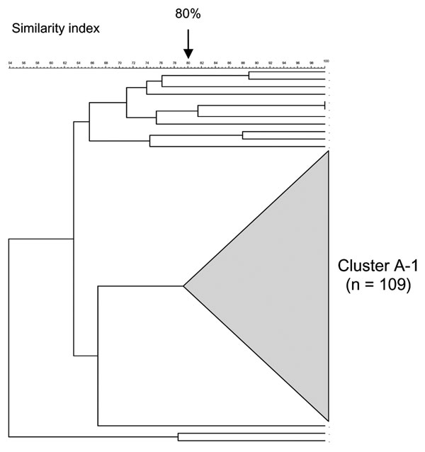 Pulsed-field gel electrophoresis dendrogram indicating the genetic relationship among serogroup A meningococcal isolates in South Africa, August 1999–July 2002.