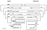 Thumbnail of Changing genotypes of sapovirus on the basis of phylogenetic trees. Trees were constructed from partial amino acid sequences of capsid and polymerase of HU/5862/Osaka/JP highlighted in italics. Phylogenetic tree with 1,000 bootstrap resamples of the nucleotide alignment datasets was generated by using the neighbor-joining method with ClustalX. The genetic distance was calculated by using Kimura 2-parameter method (PHYLIP). The scale indicates amino acid substitutions per position. T