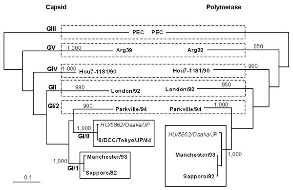 Changing genotypes of sapovirus on the basis of phylogenetic trees. Trees were constructed from partial amino acid sequences of capsid and polymerase of HU/5862/Osaka/JP highlighted in italics. Phylogenetic tree with 1,000 bootstrap resamples of the nucleotide alignment datasets was generated by using the neighbor-joining method with ClustalX. The genetic distance was calculated by using Kimura 2-parameter method (PHYLIP). The scale indicates amino acid substitutions per position. The numbers in