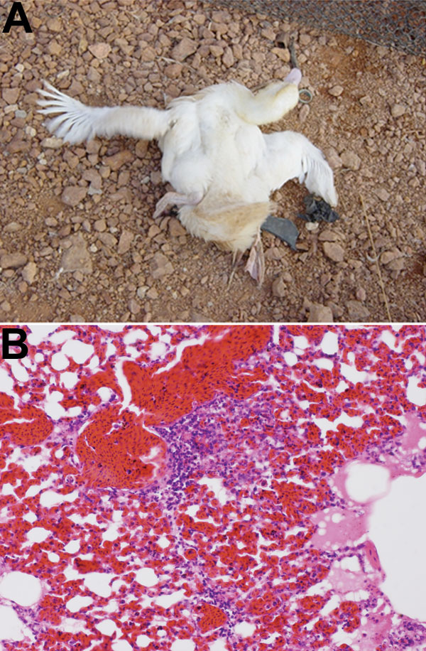 A) A White Cherry Valley duck (Anas platyrhynchos), infected with HPAI H5N1 displays nervous signs, convulsions. B) Histopathologic features of the lung of an HPAI H5N1–infected white Cherry Valley duck; infiltration of inflammatory cells in the lung parenchyma (magnification ×100).