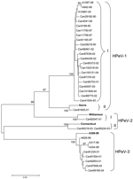 Thumbnail of Phylogenetic analysis of Canadian human parechovirus (HPeV) isolates and HPeV-1 (Harris, GenBank accession no. S45208), HPeV-2 (Williamson, AJ005695, and Connecticut, AF055846), and HPeV-3 (A308-99, AB084913) reference strains based on the ClustalW alignment of the VP3 amino acid sequences. Japanese HPeV-1 (A1087-99, accession no. AB112485; A942-99, AB112486; and A10987-00, AB112487) and HPeV-3 (A628-99, accession no. AB112484; A317-99, AB112482, and A354-99, AB112483) isolates were