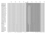 Thumbnail of Comparison of the predicted VP0-VP3 capsid protein region of Canadian isolates with that of Harris (human parechovirus [HPeV]-1), Williamson and Connecticut (HPeV-2), and A308-99 (HPeV-3) strains. The aligned region contains 284 amino acids. corresponding to residues 244 to 521 in the Harris polyprotein sequence (accession no. S45208). The VP3 N-terminal extension, which is specific to parechoviruses (21), is shaded. The cleavage site between VP0 and VP3 is underlined. Asterisks den