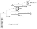Thumbnail of A phylogram of 35 Toxoplasma gondii strains was constructed from a Clustal alignment of UPRT-1 intron sequences using the phylogenetic analysis program PAUP*4.0b (22). The BioNeighbor-Joining algorithm was used to determine the divergence distance among different strains and generate an unrooted phylogram. Consensus trees were bootstrapped for 1,000 replicates and drawn with an arbitrary root according to the 50% majority rule. Strain designations are shown in the Table. A complete 