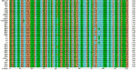 Thumbnail of Complete listing of UPRT-1 intron sequences from 35 Toxoplasma gondii strains aligned by using ClustalX. Download PDF