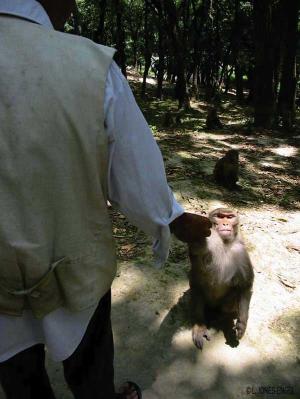 Rhesus macaques at Swoyambhu Temple routinely get food handouts from local inhabitants and visitors. (Photo by L. Jones-Engel.)