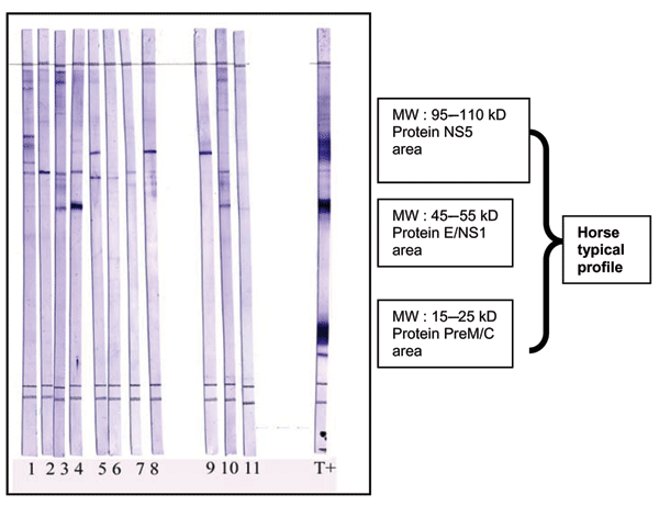 West Nile virus (WNV) Western blot as a validation of ELISA-positive results. Proteins from WNV-infected cells lysates were separated by sodium dodecyl sulfate–polyacrylamide gel electrophoresis on 13% acrylamide gels and transferred on polyvinylidene difluoride membranes. Strips were cut and blocked with nonfat milk (5%). Serum samples diluted (1:200) in phosphate-buffered saline (PBS), 5% nonfat milk, and 0.1% Tween 20 were loaded on strips and incubated for 1 h with slow shaking. Strips were 