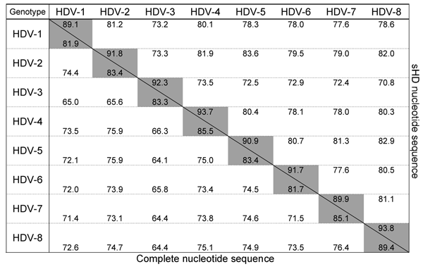 Percent similarity between hepatitis delta virus (HDV) genotypes calculated from complete and small hepatitis delta (sHD) nucleotide sequences. Above the oblique line are represented scores of similarity obtained from alignment and comparison of 49 sHD nucleotide sequences including 13 HDV-1 sequences, 7 HDV-2, 7 HDV-3, 6 HDV-4, 6 HDV-5, 4 HDV-6, 3 HDV-7, and 3 HDV-8. Below the oblique line are represented scores of similarity obtained from alignment and comparison of 44 complete nucleotide sequ