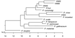 Thumbnail of Phylogenetic tree of small subunit ribosomal RNA from different Plasmodium spp. Sequences were downloaded from GenBank, aligned by using CLUSTAL W (Megalign, DNA Star, Madison, WI, USA) and the tree generated by nearest-neighbor analysis. Once the sequences were aligned, we also aligned our representative sequences with the 2 nearest matches for more detailed determination of closest associations. Sequences used and their GenBank accession nos. were P. gallinaceum (M61723), P. bergh