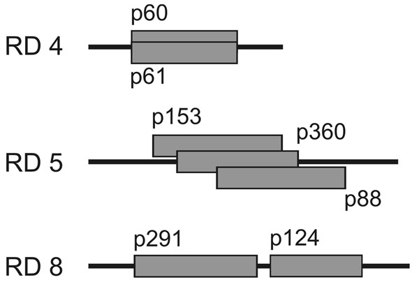 Positions of overlapping or adjacent plasmid inserts in regions of difference (RDs) 4, 5, and 8. Identical results retrieved by different plasmids with overlapping sequences or sequences in closest proximity demonstrate the reproducibility and reliability of the differential genomic hybridization method.