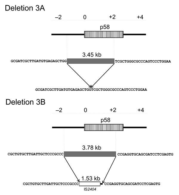 Two distinct deletions in region of difference 3. Although deletion 3A represents a mere deletion event, the larger deletion 3B is associated with an insertion event. Neither 5’ nor 3’ ends are identical in the 2 deletions.