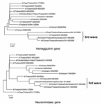 Thumbnail of Phylogenetic analysis of the hemagglutinin and neuraminidase genes of H5N1 from study patient compared with sequences from previous outbreaks (2004–2005).