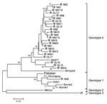Thumbnail of Phylogenetic analysis of hepatitis E virus (HEV) isolates. HEV isolates from patients with serologically diagnosed hepatitis E cases admitted in 2003 and 2004 to local hospitals are represented by closed circles. Prototype strains of indicated genotypes are designated according to site of isolation. Numbers on the branches represent (percent) reproduced values calculated from 1,000 resamplings of the data. The bar represents a genetic distance of 0.02-nt substitution per position.