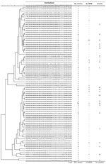 Thumbnail of Dendrogram of patterns of the 283 strains spoligotyped (53 multidrug-resistant [MDR] and 230 non-MDR strains). For a printer friendly version of Figure A1, available at http://wwwnc.cdc.gov/eid/pdfs/06-0361-FA1.pdf.