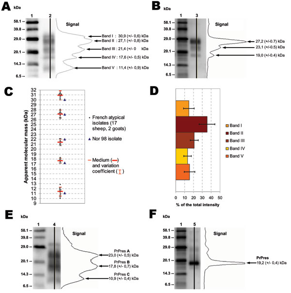 Figure 1&nbsp;-&nbsp;Atypical scrapie and Nor98 isolates PrPres Western blot pattern. Western blot (WB) profile in atypical (A, lane 2) and classic (B, lane 3) scrapie isolates with curves of chemiluminescence measured along the lane and corresponding apparent MWs (MWs), assessed by Bio-Rad Quantity One software analysis after signal capture using Versa Doc5000. Molecular weight (MW) standard (lanes 1). WB profiles of French atypical isolates in sheep (n = 17) and goats (n = 2) were compared wit