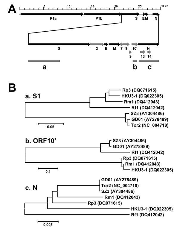 A) Genome diagram indicating the location of structural (dark arrow) and nonstructural (shaded arrow) genes and the different regions (shaded boxes) used for phylogeny analysis. B) Phylogenetic trees based on deduced amino acid sequences of the spike protein S1 domain (a), the open reading frame (ORF)10' (b), and the N protein (c). Because of lack of the ORF10' coding region in Tor2, Tor2 could not be included for the tree in (b). GD01, human isolate from early phase of the outbreak in 2003; Tor