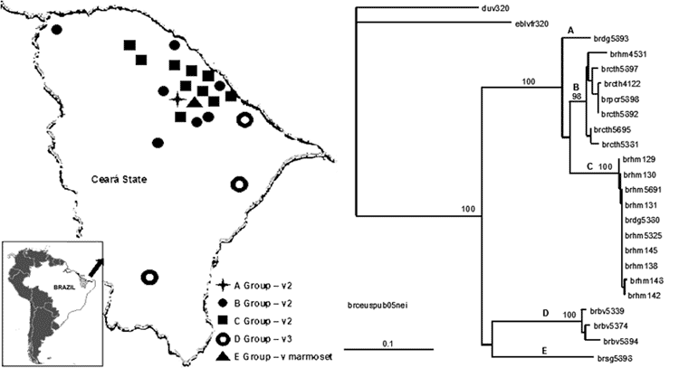 Rabies virus isolates by geographic localization and neighbor-joining tree showing a comparison of the groups formed by Ceará State, Brazil, samples isolated from 1997 to 2003. Bootstrap values of >50% obtained from 100 resamplings of the data using distance matrix methods are shown in the nods.