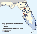 Thumbnail of Everglades virus–seropositive and -seronegative dogs in Florida, 2003–2004. A total of 633 samples of dog sera from the Veterinary Medical Center in Gainesville or Hollywood Animal Hospital in Miami were screened. Each blue dot (seronegative) or red star (seropositive) represents a single dog. Most of the seropositive dogs lived in north-central Florida, outside the recorded range of the principal vector Culex (Melanoconion) cedecei or previously recorded Everglades virus activity (