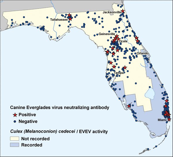 Everglades virus–seropositive and -seronegative dogs in Florida, 2003–2004. A total of 633 samples of dog sera from the Veterinary Medical Center in Gainesville or Hollywood Animal Hospital in Miami were screened. Each blue dot (seronegative) or red star (seropositive) represents a single dog. Most of the seropositive dogs lived in north-central Florida, outside the recorded range of the principal vector Culex (Melanoconion) cedecei or previously recorded Everglades virus activity (purple shadin
