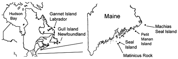 Locations in Maine (USA) and Atlantic Canada where Ixodes uriae ticks were collected.