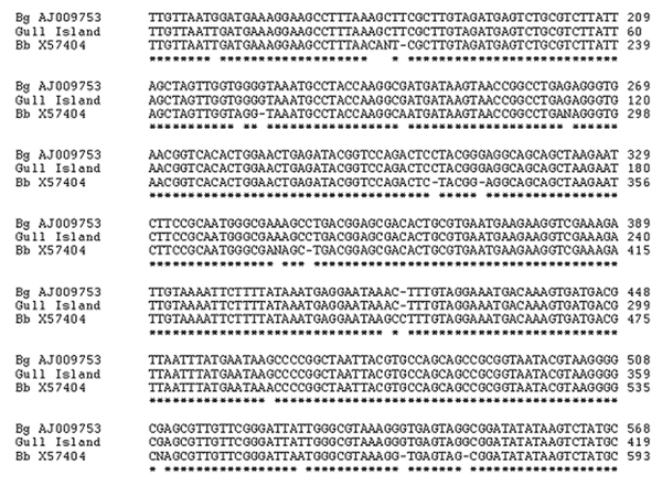 Alignments of 16S RNA sequences from GenBank: Bg AJ009753, Borrelia garinii; Bb X57404, B. burgdorferi strain B31, Gull Island, Newfoundland, Canada.