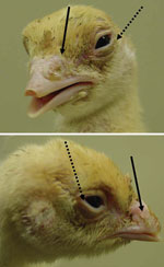 Thumbnail of Clinical signs of turkey poults exposed to human metapneumovirus B2, showing nasal discharge (solid arrows) and swollen eyelids (dotted arrows).