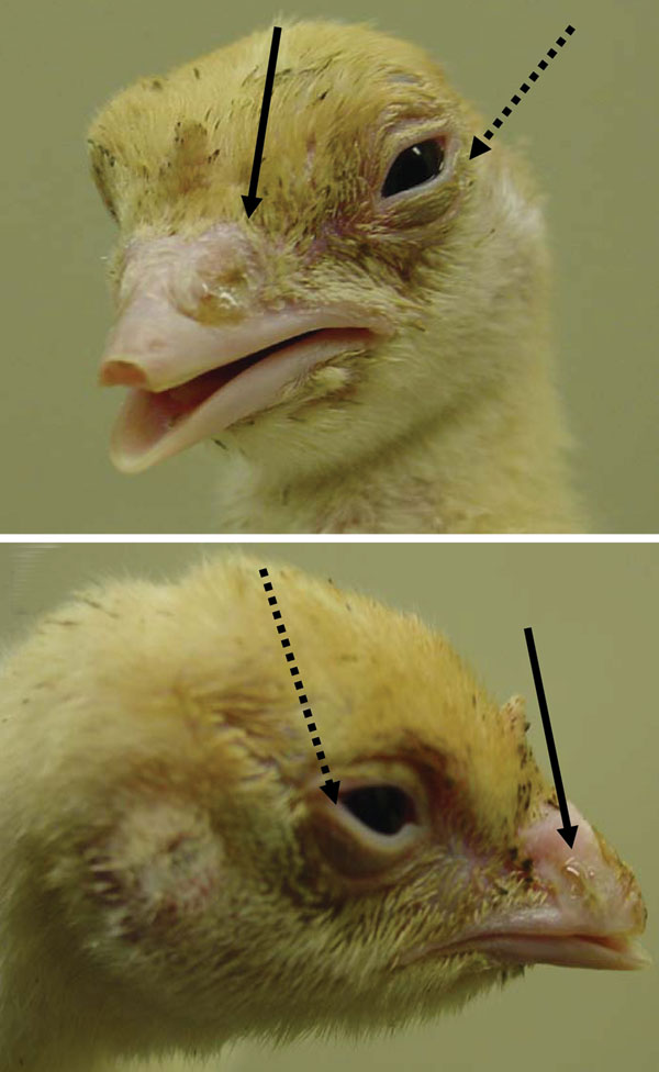 Clinical signs of turkey poults exposed to human metapneumovirus B2, showing nasal discharge (solid arrows) and swollen eyelids (dotted arrows).