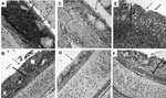 Thumbnail of Histopathologic appearance of nasal turbinate and trachea tissue (magnification ×200). A) Nasal turbinates of turkey poults exposed to human metapneumovirus (hMPV) B2, showing infiltration of inflammatory cells (hematoxylin and eosin staining; solid arrow ). B) Trachea of turkey poults exposed to hMPV B2, showing mild inflammation with infiltration of a few inflammatory cells in the lamina propria (solid arrow). C) Nasal turbinate of sham-inoculated turkey poults. D) Trachea of sham