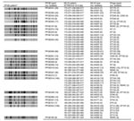 Thumbnail of Pulsed-field gel electrophoresis (PFGE), multiple-locus variable-number tandem-repeat analysis (MLVA), phage types, and number of isolates. *PFGE patterns were sorted using the Pearson correlation in BioNumerics 4.0. †Types are shown when present 6× and when &gt;4 isolates had identical MLVA type within each PFGE type. ‡Phage types are only shown when &lt;2 isolates within each MLVA type had the same phage type.