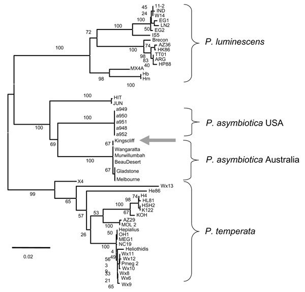 Phylogenetic tree of concatenated sequences of fragments of the glnA gene (474 bp) and the gyrB gene (576 bp) in 52 Photorhabdus isolates representing known diversity across the genus. The tree was constructed with the neighbor-joining algorithm and the K2-P method of distance estimation as implemented in MEGA version 3.0 (12). A total of 1,000 bootstrap replicates were performed, and the percentage of bootstrap trees supporting each node are given. The Kingscliff isolate (arrow) clusters with P